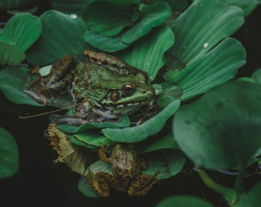 Frogs on a lily pad
