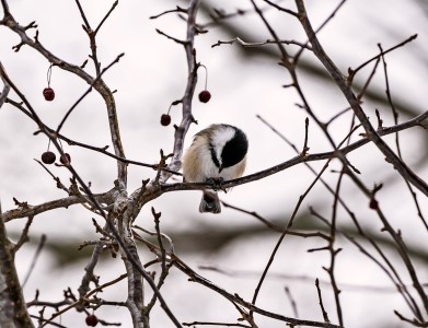 Snow Bird