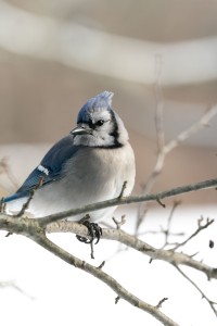 Blue Jay
