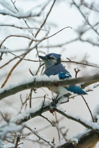 Pensive Blue Jay