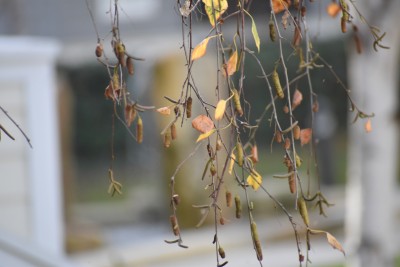 Old leaves