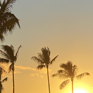 Sunny summer evening