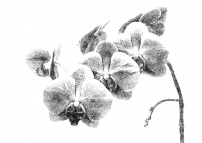 Orchid