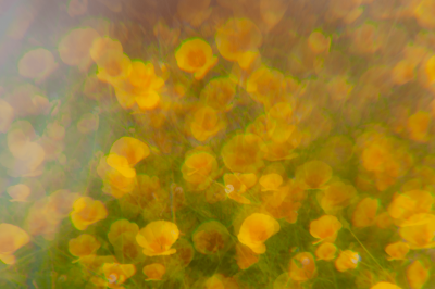 Flowers Through the Haze