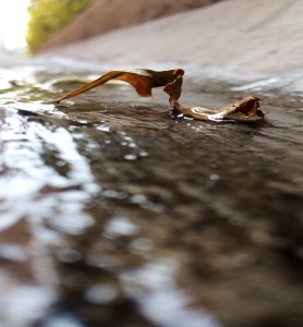 Leaf