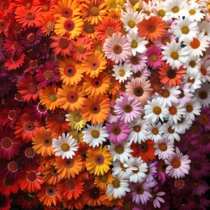 Daisies From Sappho