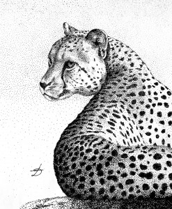 Cheetah