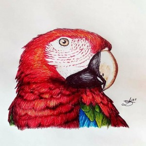 Scarlet Macaw