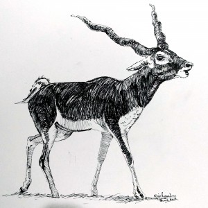 the Black Buck