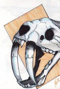 Sabertooth Skull