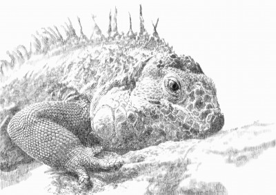 Iguana 