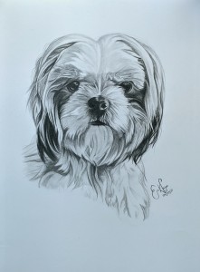 Portrait shitzu
