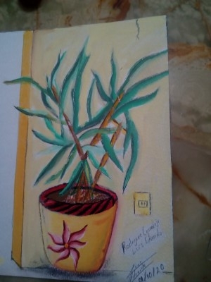 Naturaleza hogareña