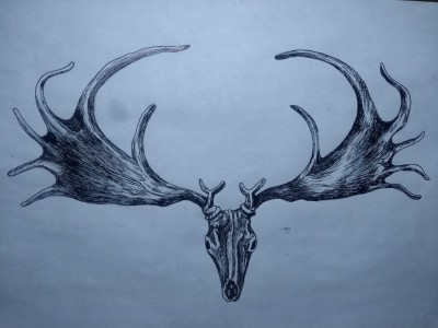 megaloceros giganteus
