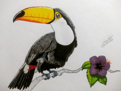 Tuki the Toucan
