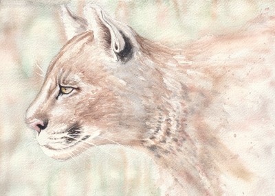 Mountain Lion Watercolor