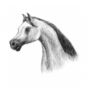 Arabian Horse Head Drawing