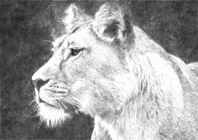 Lioness