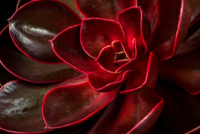 Crimson Succulent