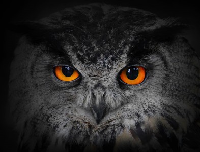 Eagle Owl