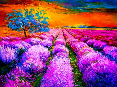 Lavender Fields