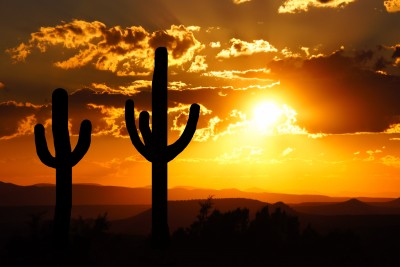 Saguaro Sunset