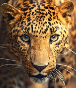 Spotty Leopard Stare