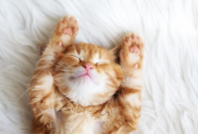 Cuddly Kitty