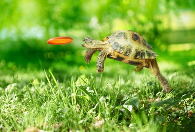 Frisbee Turtle