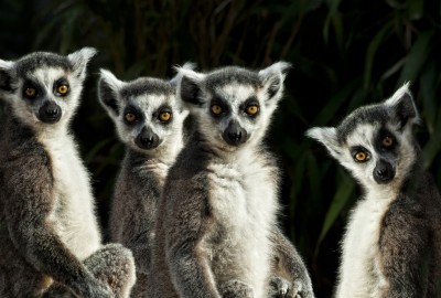 Lemur Gang