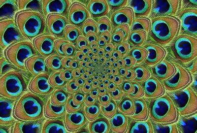 Peacock Kaleidoscope