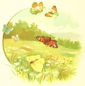 Butterfly Garden