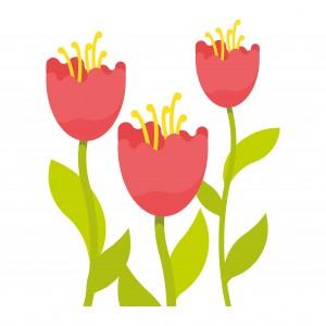 Coral Tulips
