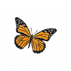 Monarch Butterfly