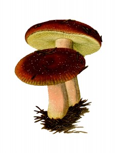 Shrooms