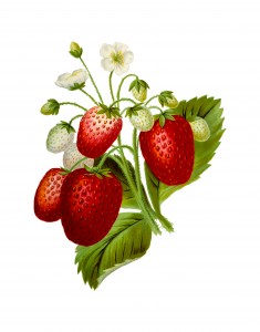 Strawberry Bush