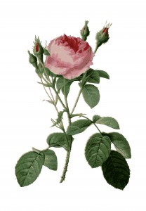 Vintage Rose