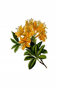 Rhododendron