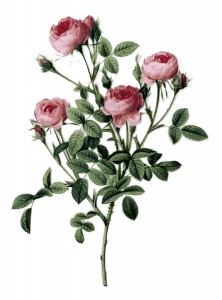 Pink Roses